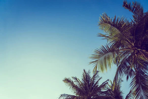 Niedriger Winkel Schöne Kokospalme Mit Blauem Himmel Hintergrund Und Kopierraum — Stockfoto