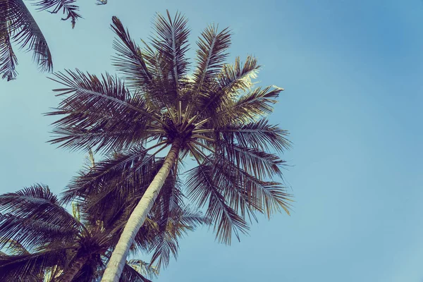 Bajo Ángulo Hermosa Palmera Coco Con Fondo Cielo Azul Espacio — Foto de Stock