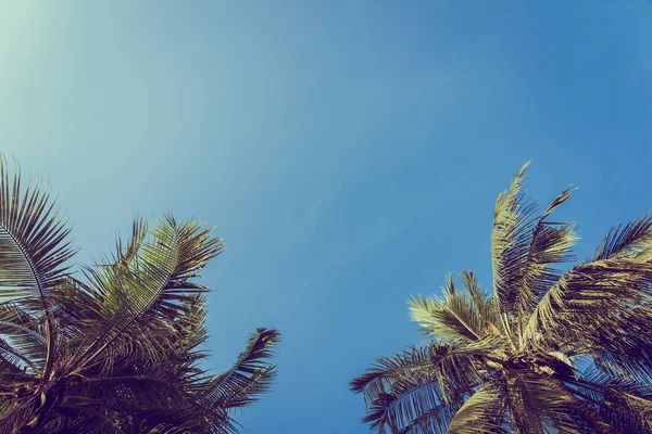 Niedriger Winkel Schöne Kokospalme Mit Blauem Himmel Hintergrund Und Kopierraum — Stockfoto