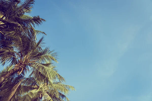 Baixo Ângulo Bela Coqueiro Palmeira Com Fundo Céu Azul Espaço — Fotografia de Stock