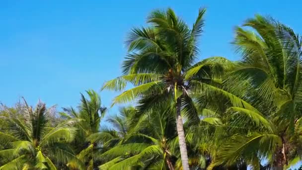 Pemandangan Close Footage Dari Kelapa Sawit Pulau Tropis — Stok Video