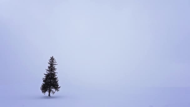 Eenzame Naaldboom Besneeuwde Heuvel Hokkaido Japan — Stockvideo