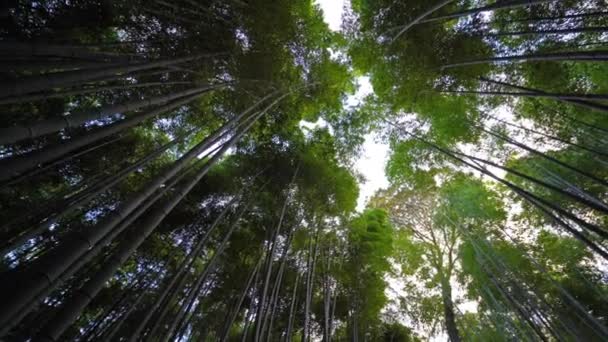 Красивые Ветви Зеленых Деревьев Крупном Плане — стоковое видео