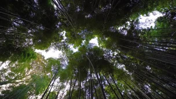 Riprese Panoramiche Ravvicinate Bellissimi Rami Alberi Verdi — Video Stock