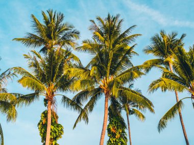 Mavi gökyüzü güzel tropikal Hindistan cevizi hurma ağacı