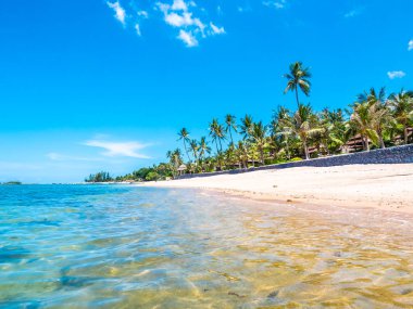 Güzel tropikal plaj ve deniz ile Hindistan cevizi hurma ağacı