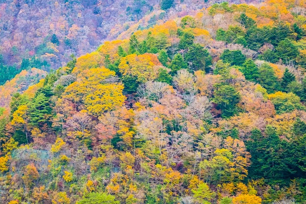 Paisagem bonita um monte de árvore com folha colorida em torno do — Fotografia de Stock
