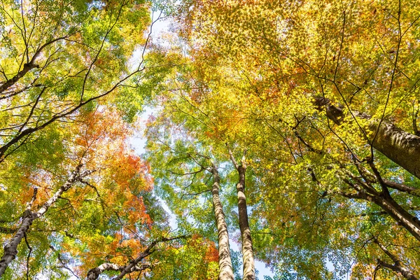 Beautiful maple leaf tree in autumn season — Stock Photo, Image