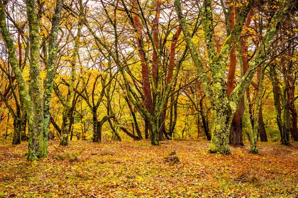 Prachtige esdoorn blad in de herfst seizoen — Stockfoto