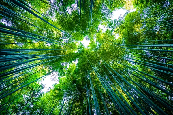 Hermoso paisaje de bosque de bambú en el bosque de Arashiyama — Foto de Stock