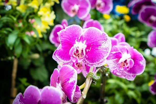 Colorful flower in the garden — Stock Photo, Image