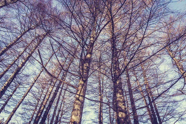 Bela paisagem de árvore de anjo baixo e ramo com céu backgr — Fotografia de Stock