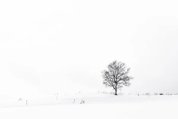 Mooi landschap met eenzame boom in sneeuw winterseizoen — Stockfoto