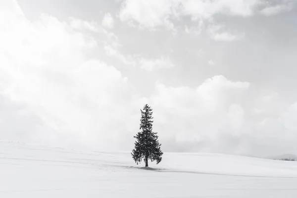 Bellissimo paesaggio naturale all'aperto con solo albero di Natale in — Foto Stock