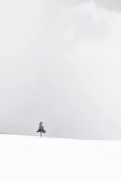 Bela paisagem natural ao ar livre com árvore de Natal no inverno — Fotografia de Stock