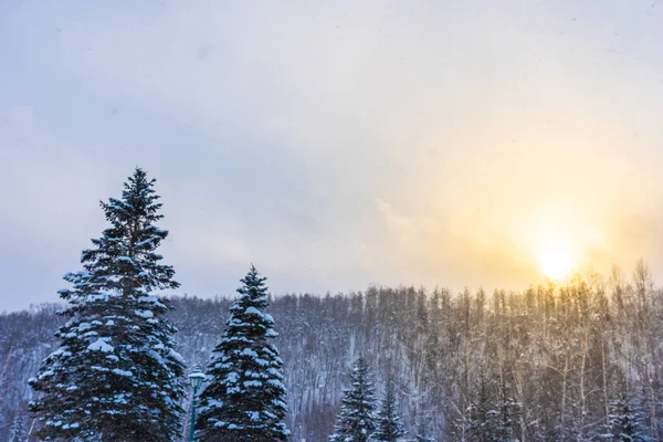 美丽的户外自然景观与树在雪冬天海 — 图库照片