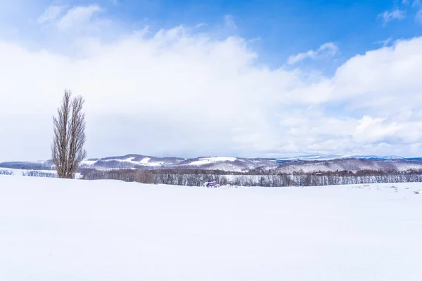 Beautiful outdoor nature landscape with tree of ken and mary in — Stock Photo, Image