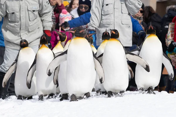 Arashiyama Hokkaido, Japan - 13 februari 2019 grupp av pingvin s — Stockfoto