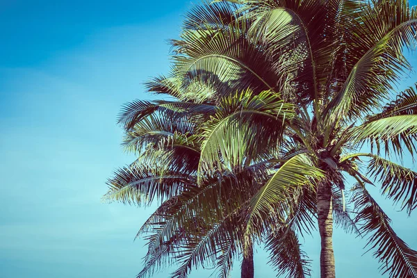 Низький кут красива кокосова пальма з синім фоном неба — стокове фото