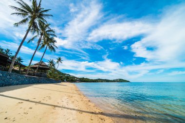 Güzel tropikal plaj deniz ve kum ile Hindistan cevizi palmiye ağacı üzerinde 