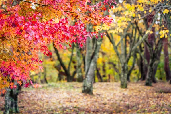 Beautiful maple leaf tree in autumn season — Stock Photo, Image