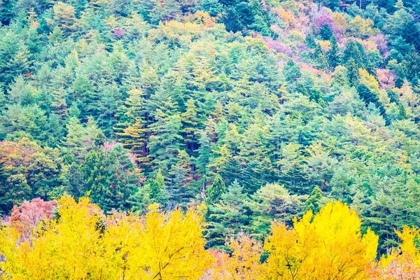 Hermoso paisaje un montón de árboles con hojas de colores alrededor de la —  Fotos de Stock
