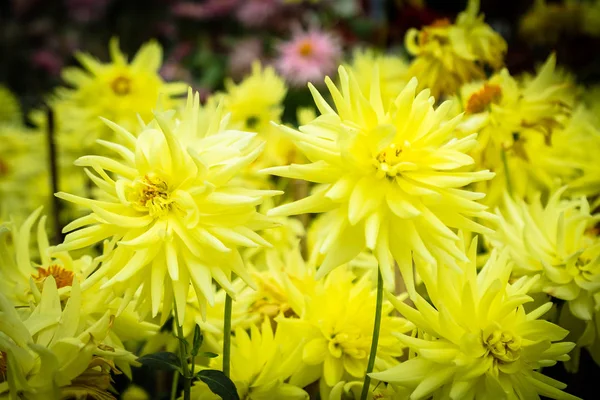 Colorful flower in the garden — Stock Photo, Image