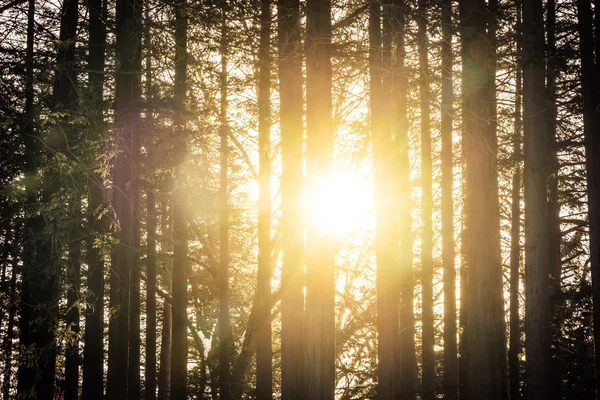 Vackra landskap med träd och skog med solljus — Stockfoto