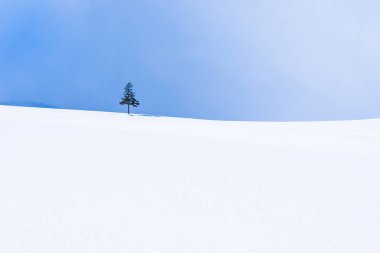 Güzel açık doğa manzara ile Noel ağacı kışın