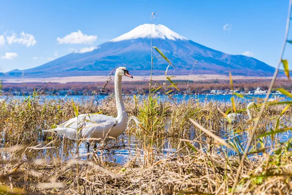 Bellissimo paesaggio di fuji di montagna intorno al lago yamanakako — Foto Stock