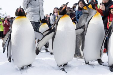 Arashiyama Hokkaido, Japonya - 13 Şubat 2019 penguen s Grup