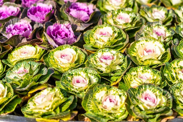 Blume mit grüner und lila Farbe — Stockfoto