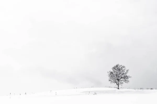 Peisaj frumos cu copac singuratic în sezonul de iarnă de zăpadă — Fotografie, imagine de stoc