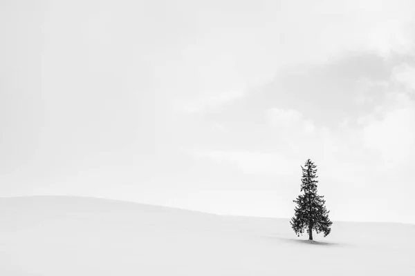 Bela paisagem da natureza ao ar livre com árvore de christmass sozinho em — Fotografia de Stock