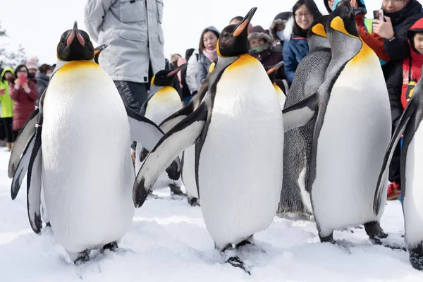 Arashiyama Hokkaido, Japon - 13 février 2019 Groupe de pingouins s — Photo