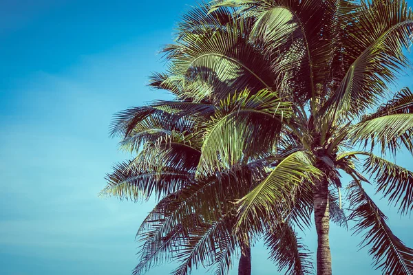 Bajo ángulo hermosa palmera de coco con fondo de cielo azul — Foto de Stock