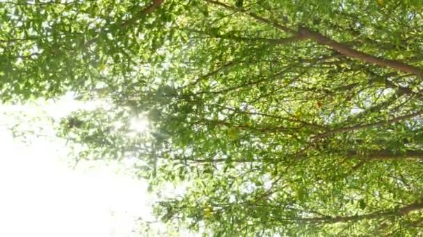 Malownicze Zbliżenie Pięknych Gałęzi Zielonych Drzew — Wideo stockowe