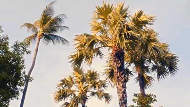 Malownicze Zbliżenie Materiału Palmy Kokosowe Tropikalnej Wyspie — Wideo stockowe