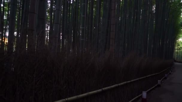 Bottenvy Bilder Grön Bambu Skog — Stockvideo