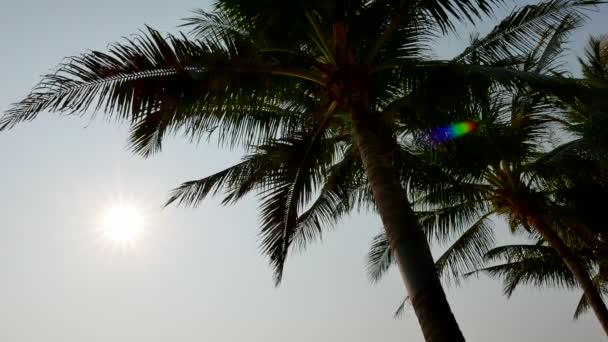 Bottom View Footage Palm Tree Front Sky — Stock Video