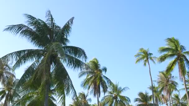 Imágenes Vista Inferior Palmeras Frente Cielo — Vídeos de Stock