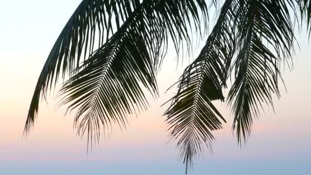 天空前棕榈树的底视图镜头 — 图库视频影像