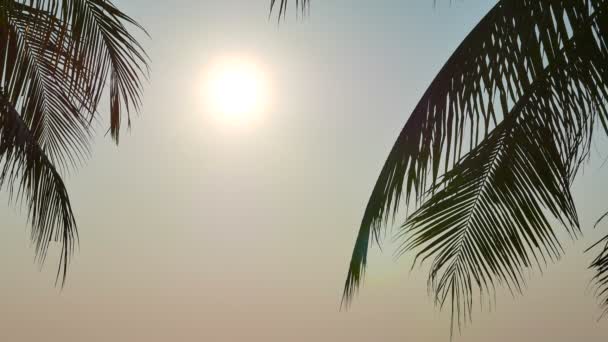 Gökyüzünün Önündeki Palmiye Ağaçlarının Alt Görünümü — Stok video