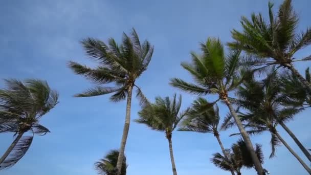 Scenic Close Footage Coconut Palms Tropical Island — Stock Video