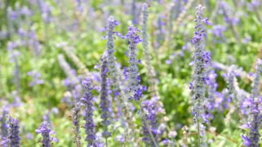 güzel çiçeklerin doğal yakın çekim görüntüleri