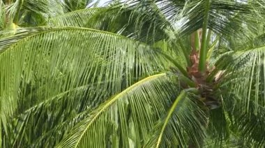tropik adada hindistan cevizi palmiye doğal yakın çekim görüntüleri