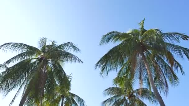 Gökyüzünün Önündeki Palmiye Ağaçlarının Alt Görünümü — Stok video