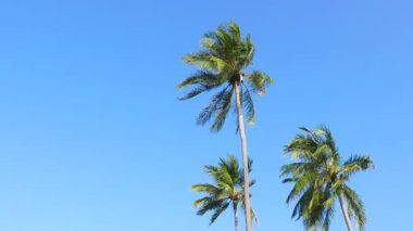 gökyüzünün önündeki palmiye ağaçlarının alt görünümü