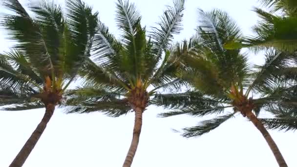 Riprese Panoramiche Ravvicinate Palme Cocco Sull Isola Tropicale — Video Stock