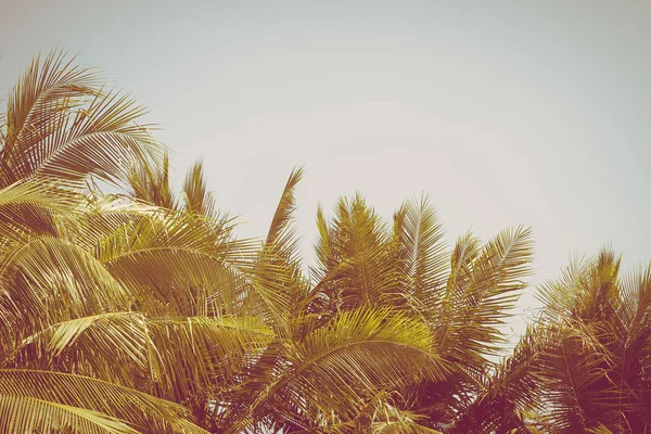 Hermosa palmera de coco en el cielo azul y espacio de copia —  Fotos de Stock